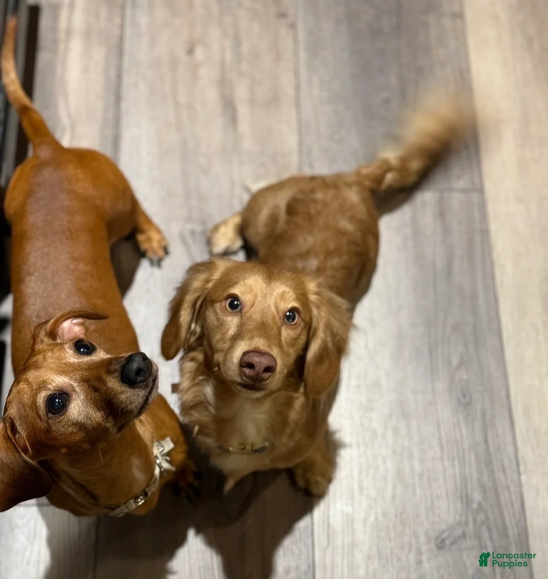 Miniature Dachshund dogs for sale: Miniature Dachshund Puppy 4 - Ad 2
