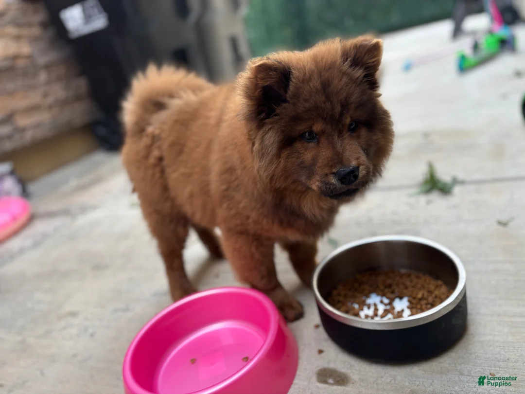 Chow Chow dogs for sale: Chow Chow Puppy 1 - Ad 3