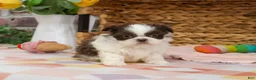 Shih Tzu dogs for sale: Alani  - Ad 5