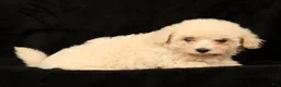 Maltipoo dogs for sale: Chloe - Ad 8