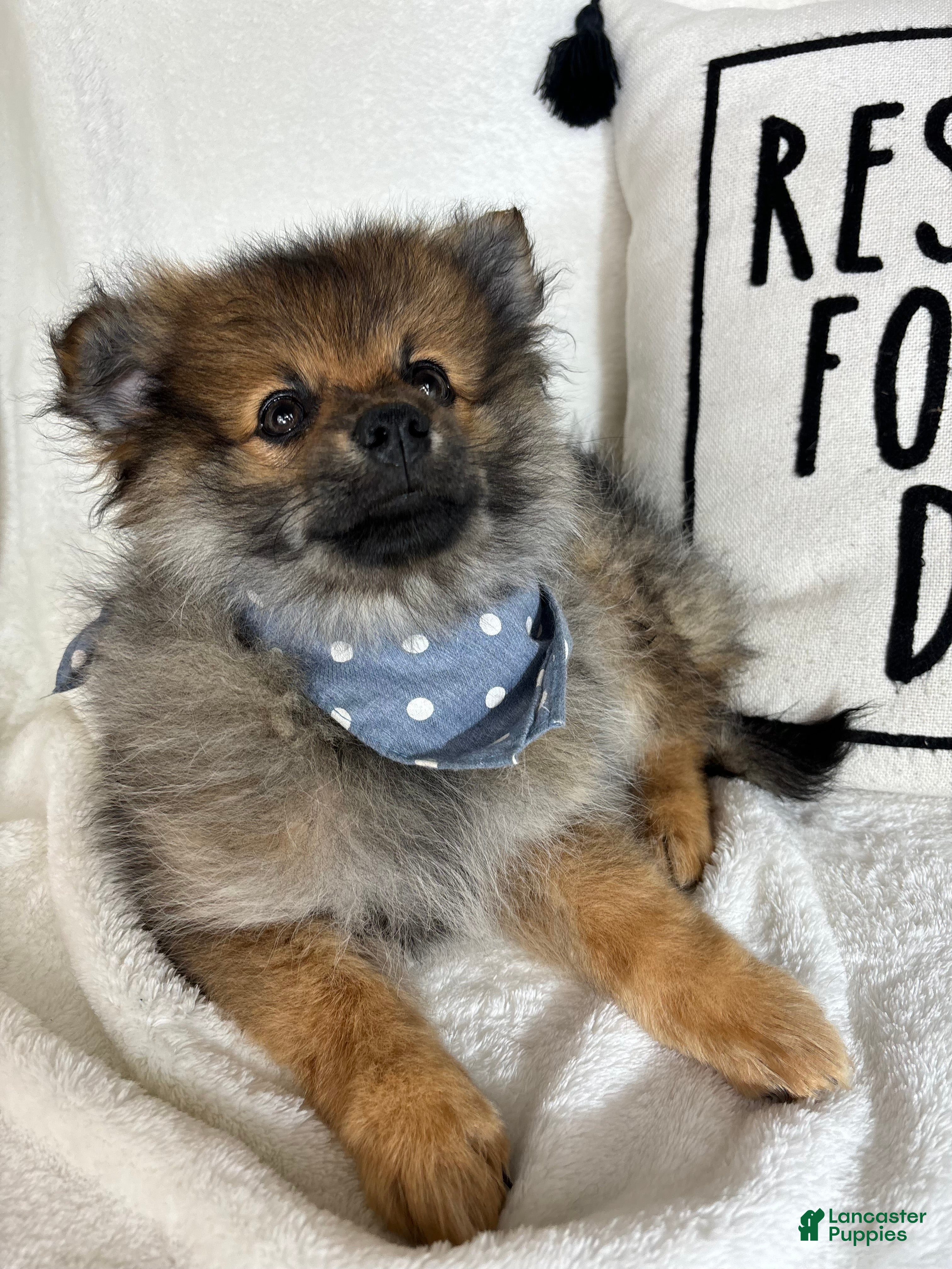 Pomeranian dogs Prince - Ad 7