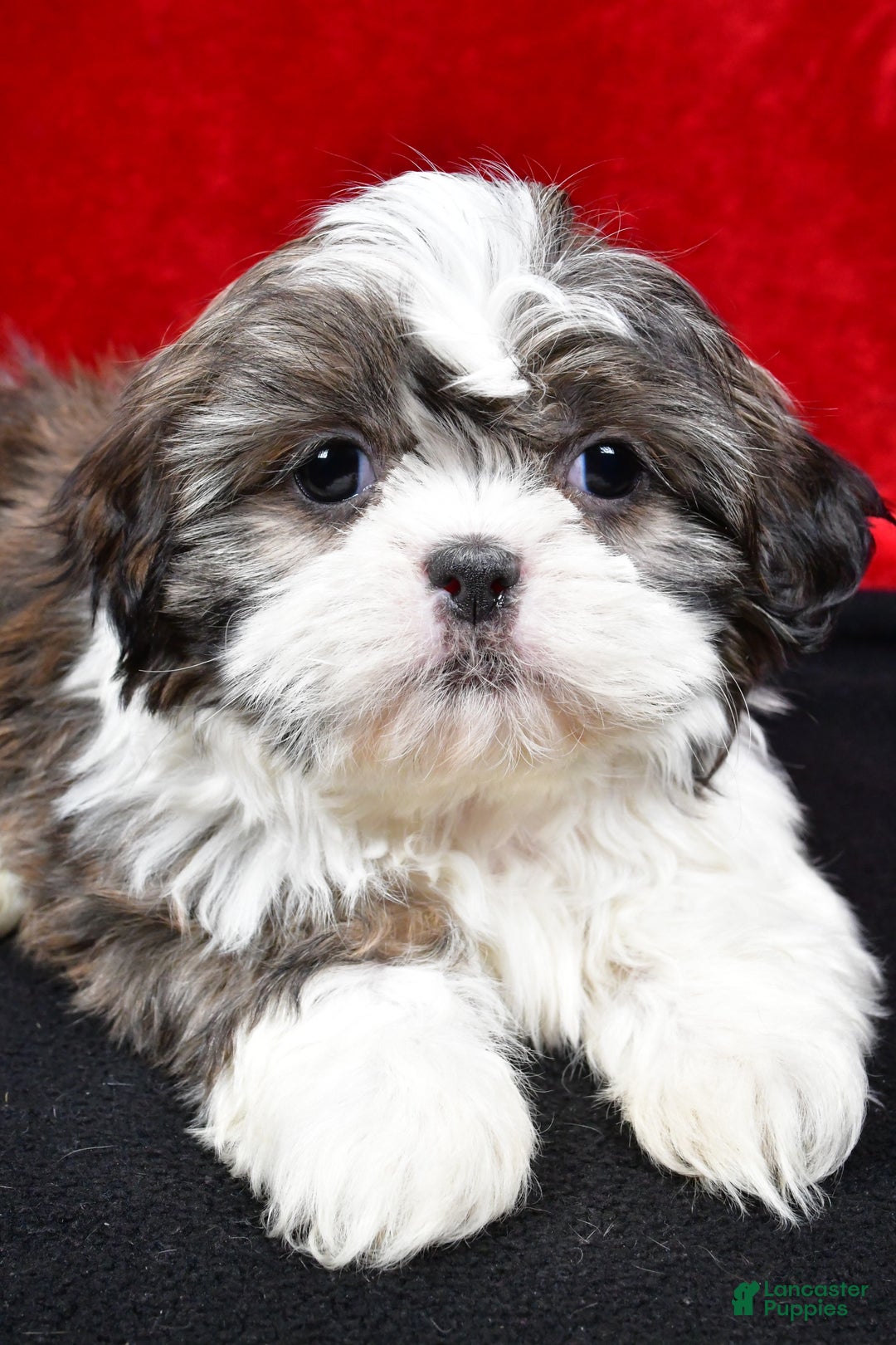 Shih Tzu dogs for sale: Darcey - Ad 2
