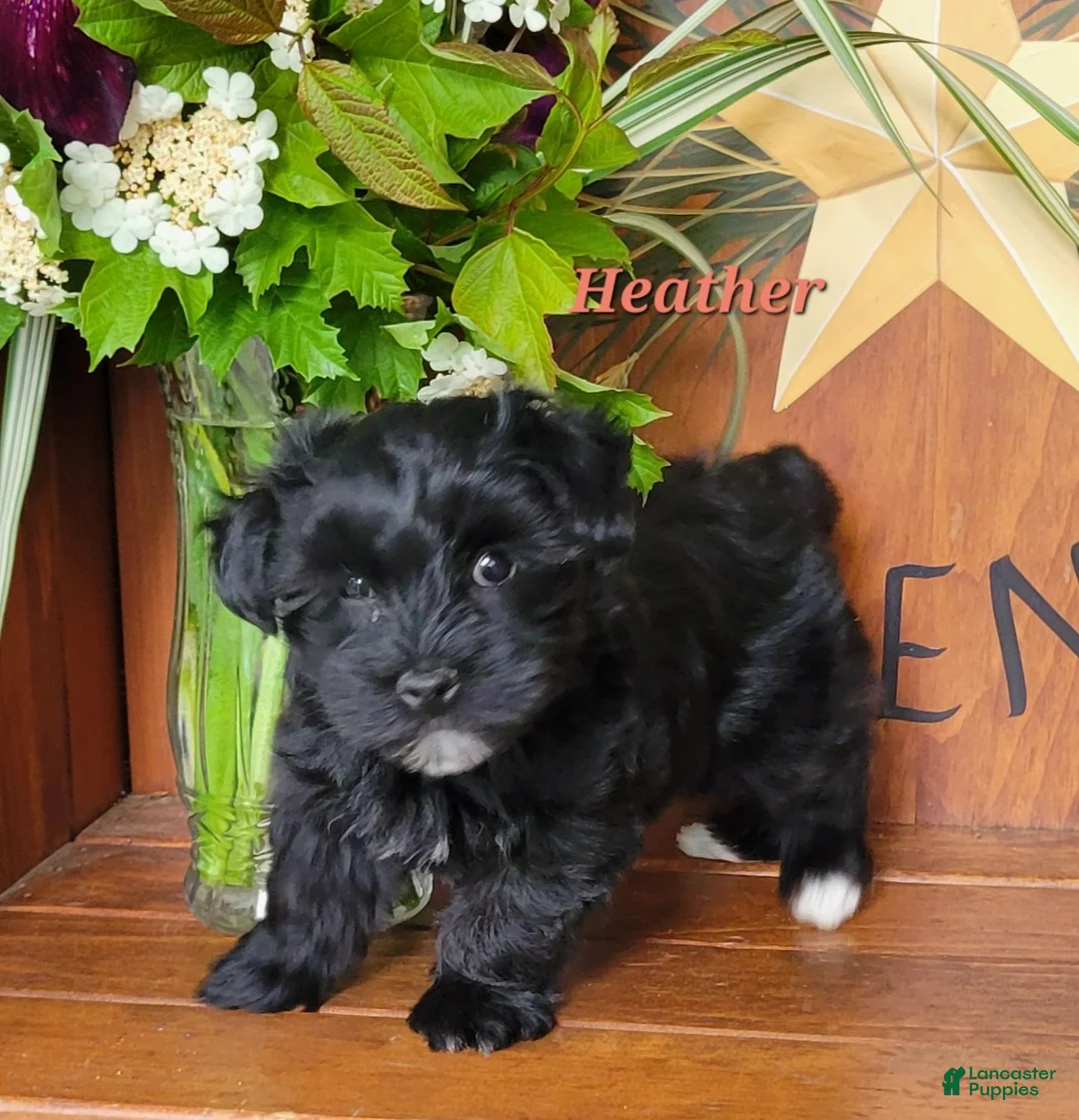 Morkie dogs for sale: Heather - Ad 4