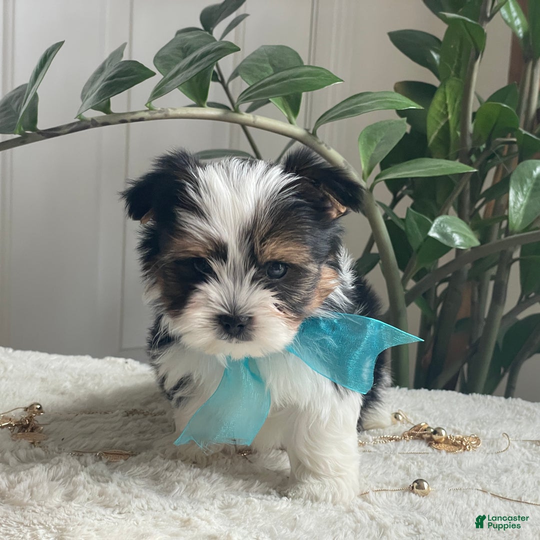 Biewer Terrier dogs for sale: Teddy - Ad 8