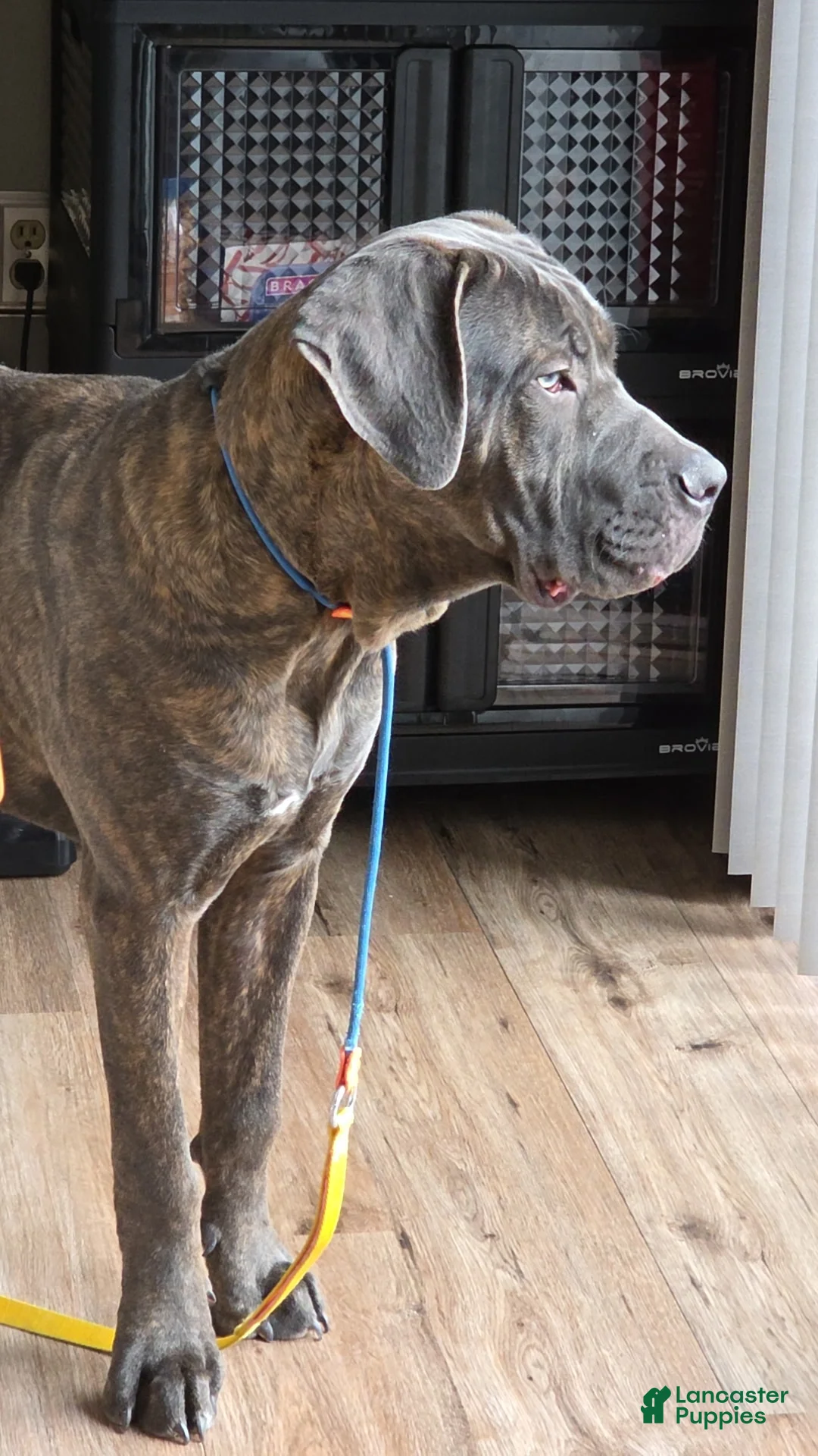 Cane Corso dogs for sale: Cane Corso Puppy 1 - Ad 5