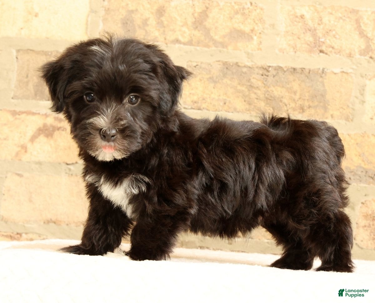 Yochon dogs Ollie - Ad 1