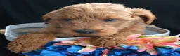 Mini Goldendoodle dogs for sale: Mini Goldendoodle Debbie - Ad 2