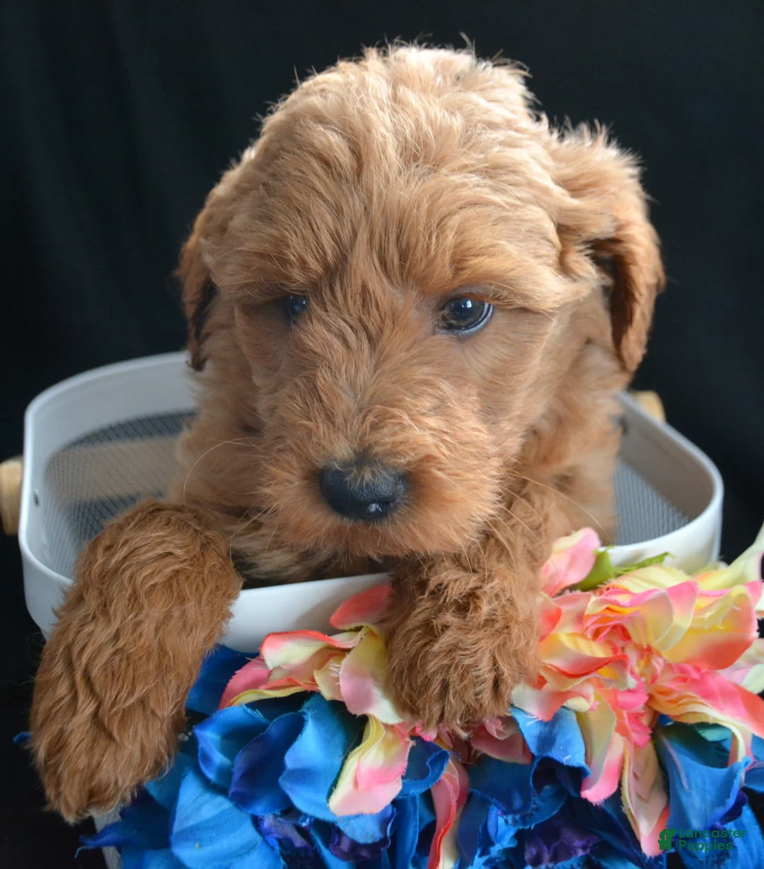 Mini Goldendoodle dogs for sale: Mini Goldendoodle Debbie - Ad 2