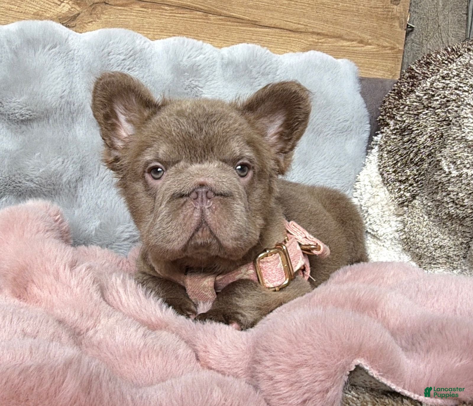 French Bulldog dogs Madison and Smoore fluffy french bulldog female long hair Merle  - Ad 4