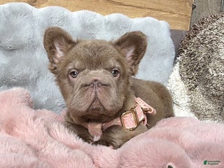 French Bulldog dogs Madison and Smoore fluffy french bulldog female long hair Merle - Ad 6