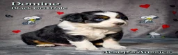 Toy Australian Shepherd dogs for sale: Toy Australian Shepherd 2 - Ad 5