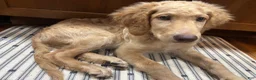 Goldendoodle dogs for sale: Murphy  - Ad 9