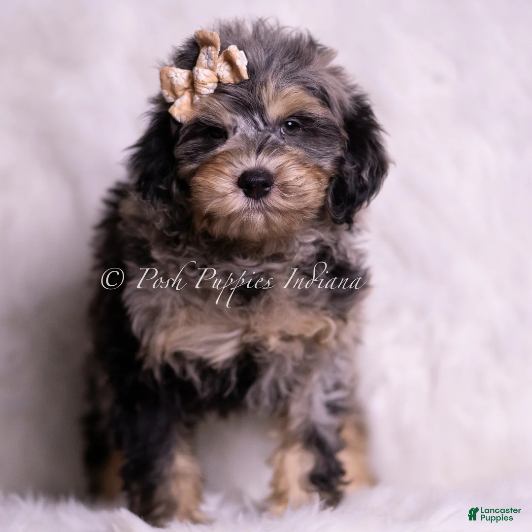 Mini Goldendoodle dogs for sale: Marco - Ad 5