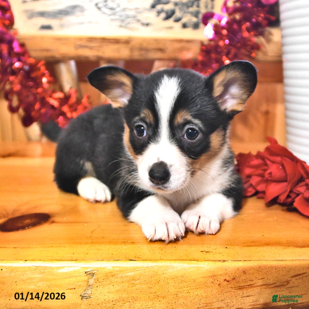 Welsh Corgi Pembroke dogs for sale: Sassy - Ad 1