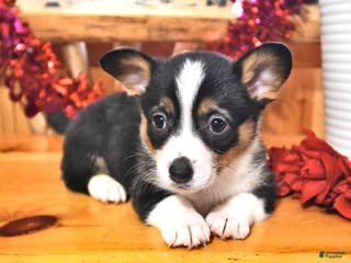 Welsh Corgi Pembroke dogs Sassy - Ad 25