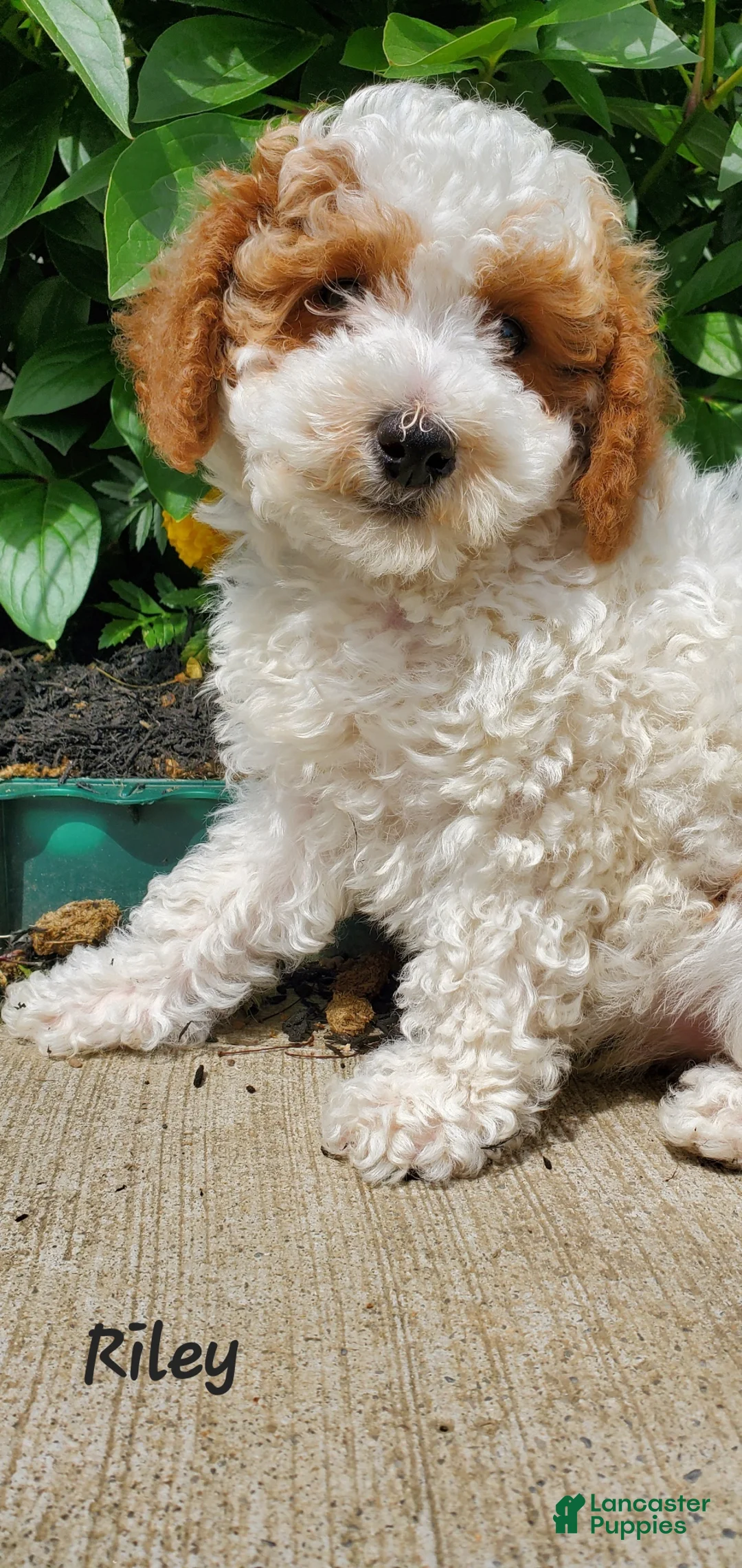 Toy Poodle dogs for sale: Riley - Ad 25
