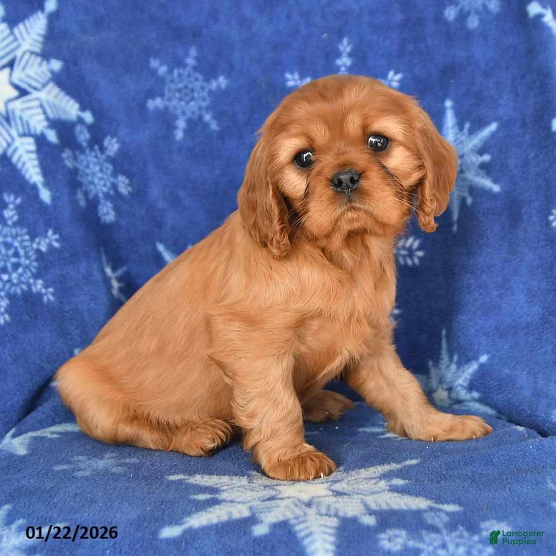 Cavalier King Charles Spaniel dogs for sale: Nadia - Ad 2