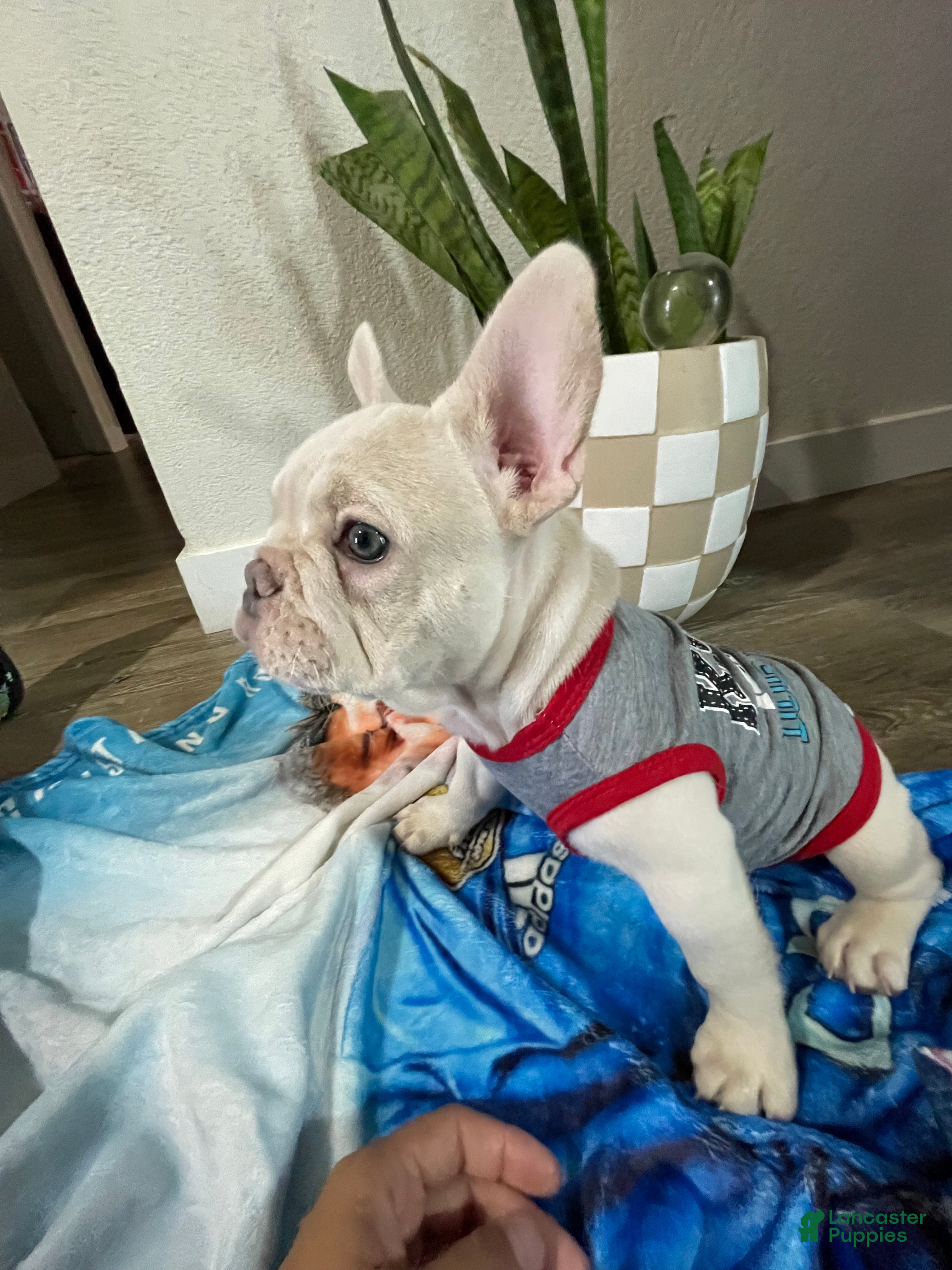 French Bulldog dogs Marshmallow - Ad 1