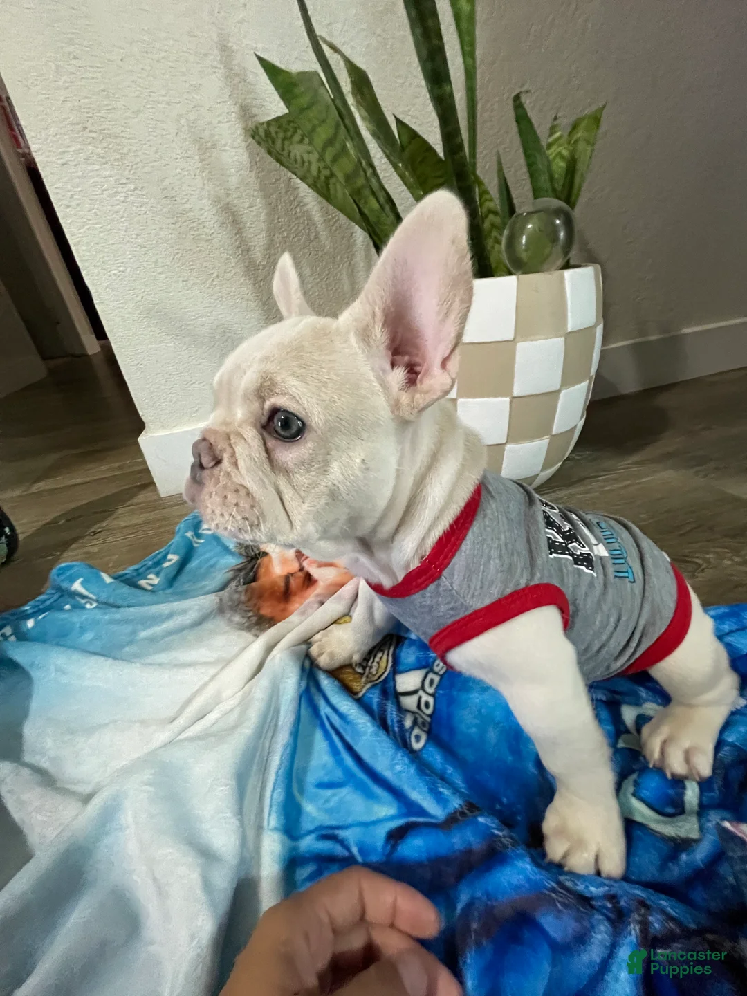 French Bulldog dogs for sale: Marshmallow - Ad 1