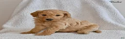 Goldendoodle dogs for sale: Duke - Ad 5