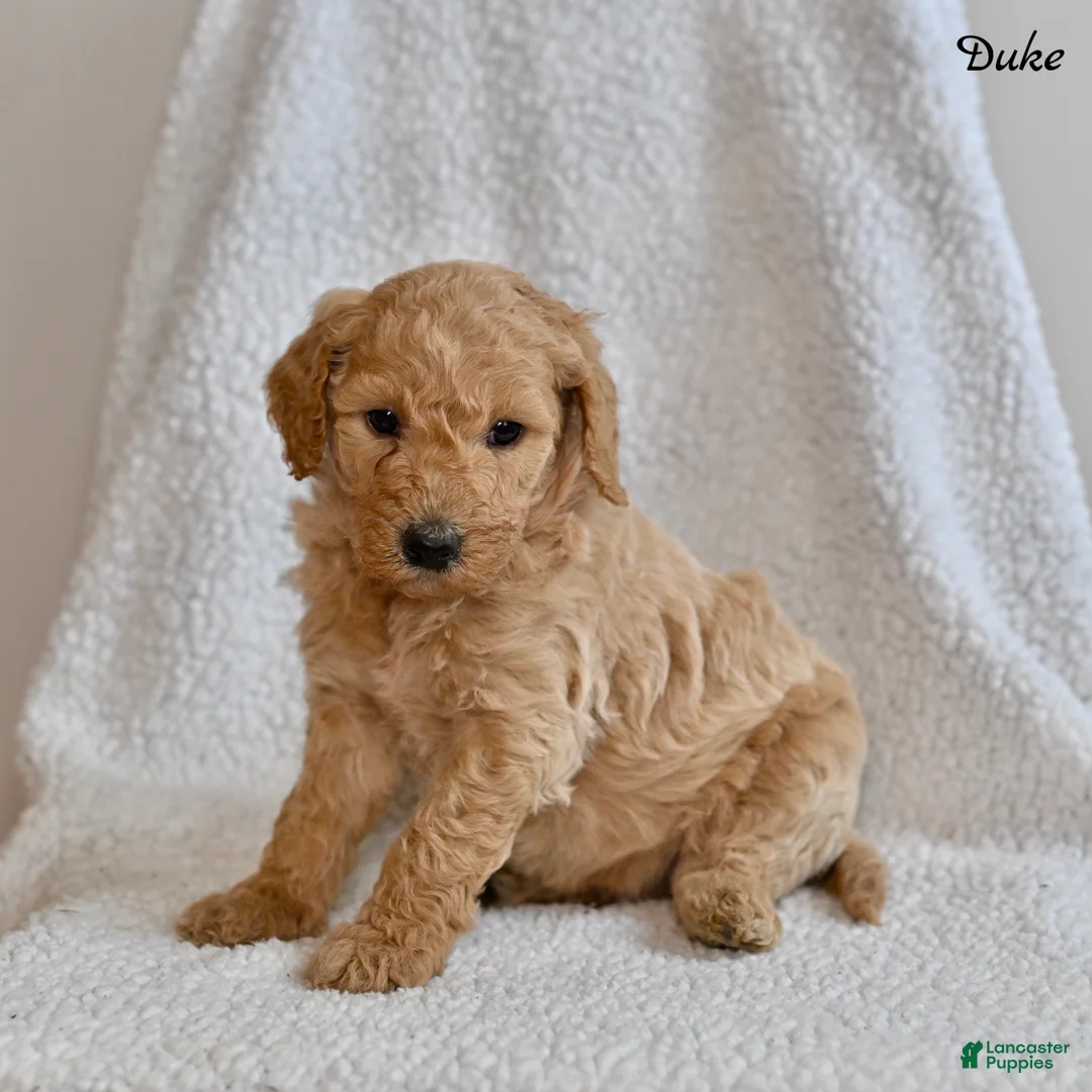 Goldendoodle dogs for sale: Duke - Ad 5