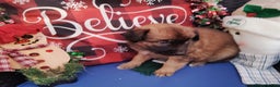 Mixed Breed dogs for sale: Sasha - Ad 2