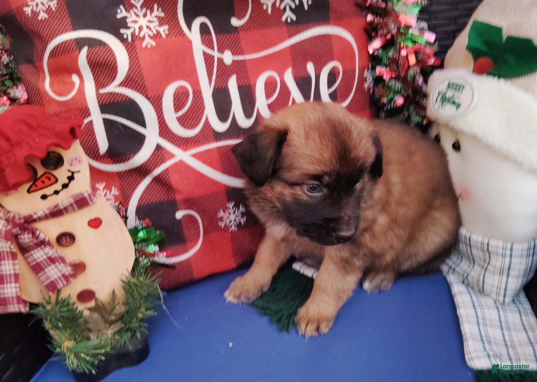 Mixed Breed dogs for sale: Sasha - Ad 2