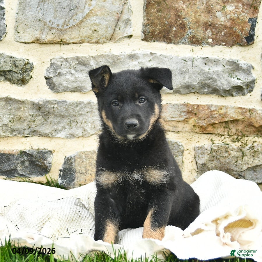 Mixed Breed dogs Callie  - Ad 2