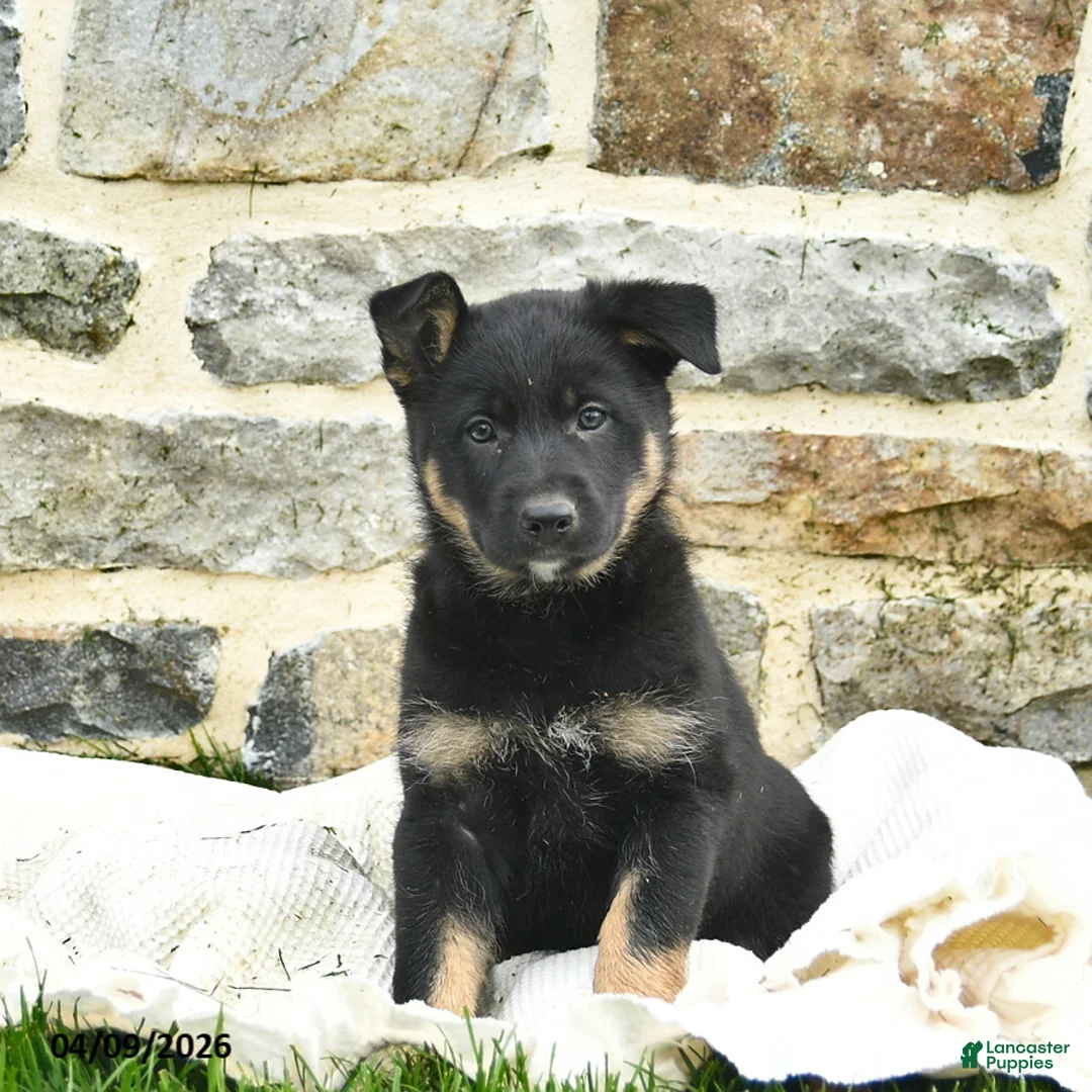 Mixed Breed dogs for sale: Callie  - Ad 2