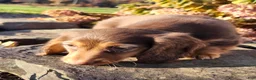 Miniature Dachshund dogs for sale: Dolly - Ad 11