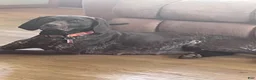 German Shorthaired Pointer dogs for sale: Reagan  - Ad 3