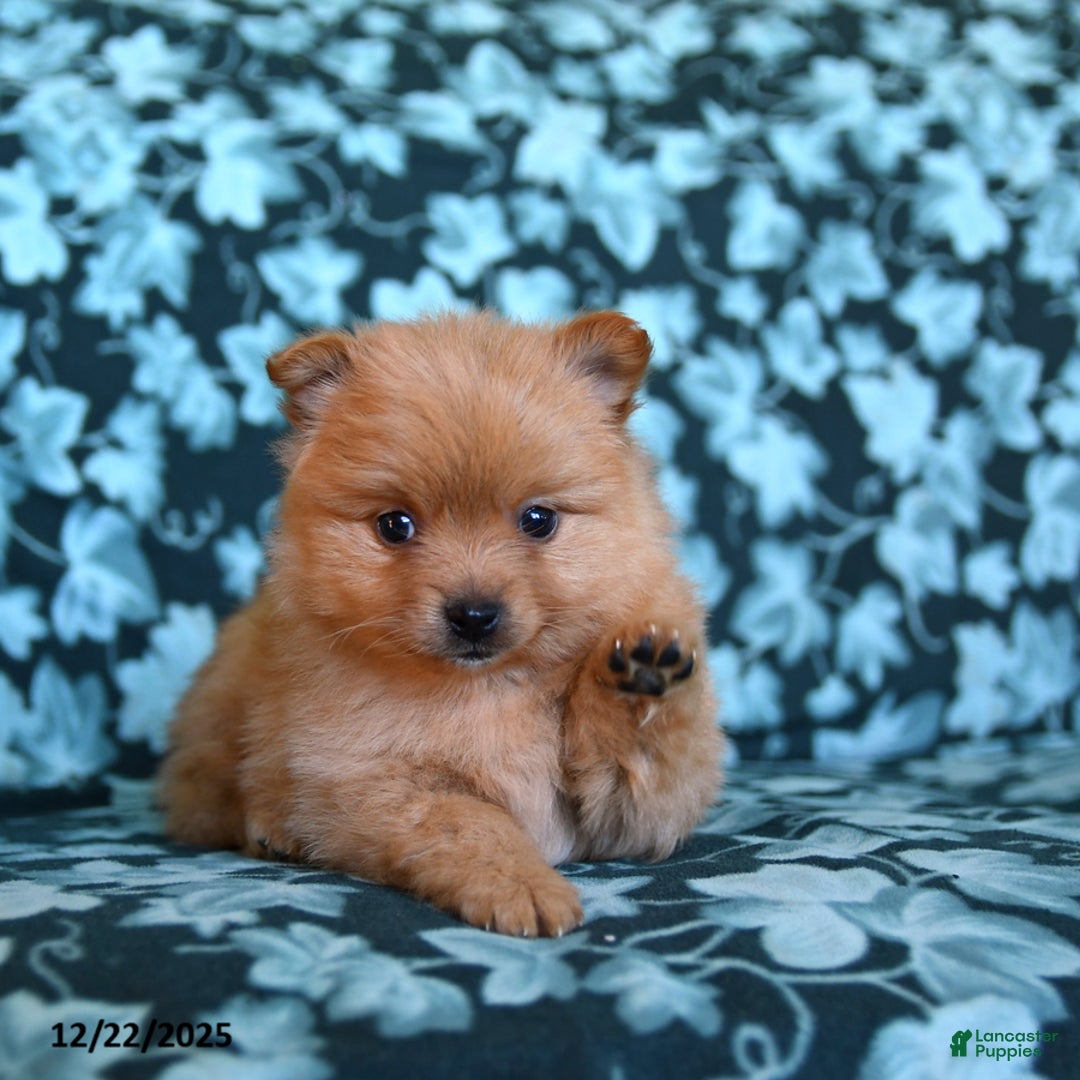 Pomeranian dogs for sale: Timmy - Ad 3