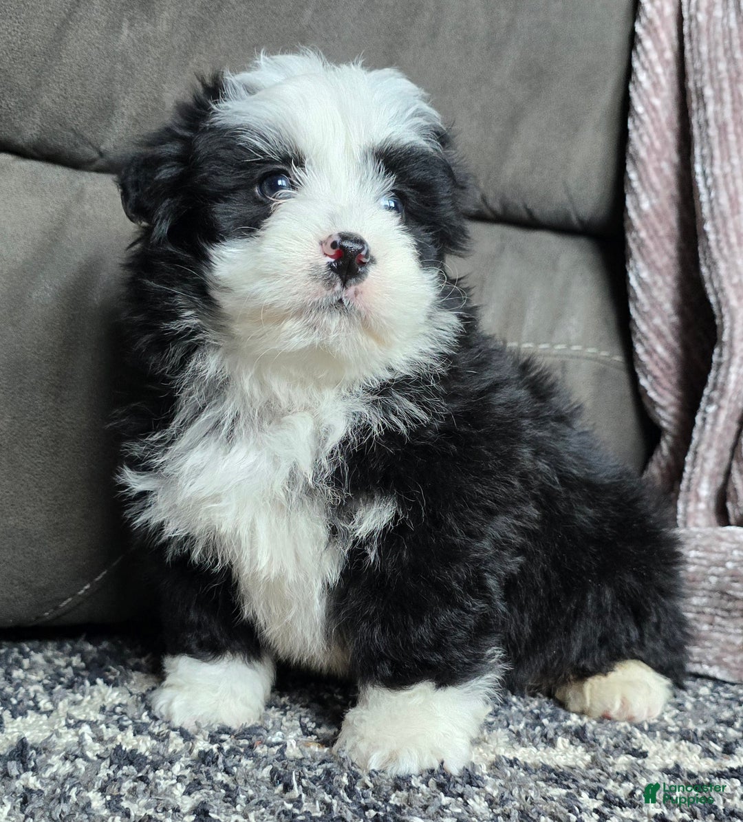 Mini Bernedoodle dogs for sale: Mini Boots - Ad 9