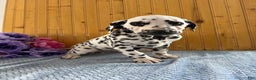 Dalmatian dogs for sale: Taylor - Ad 2