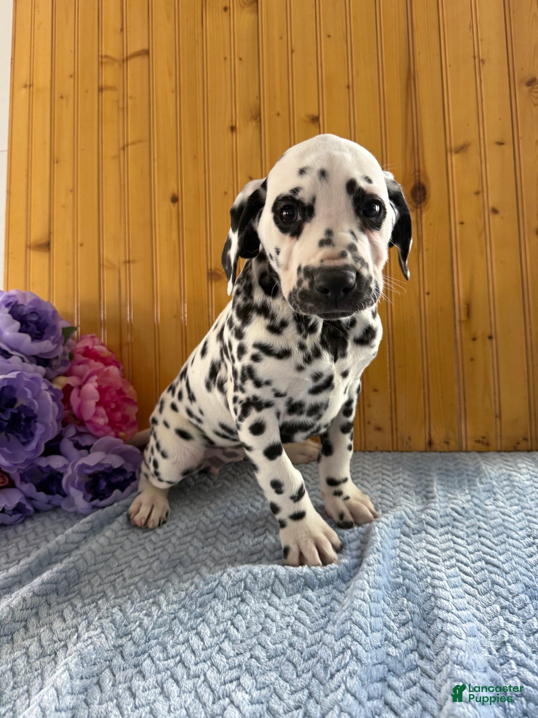Dalmatian dogs for sale: Taylor - Ad 2