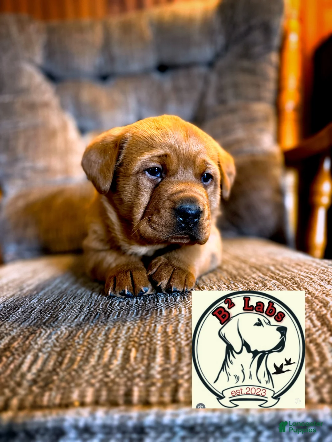 Labrador Retriever dogs for sale: Diesel  - Ad 1