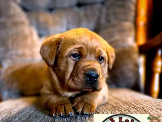 Labrador Retriever dogs Diesel - Ad 7