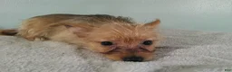 Mixed Breed dogs for sale: Charlotte - Ad 4