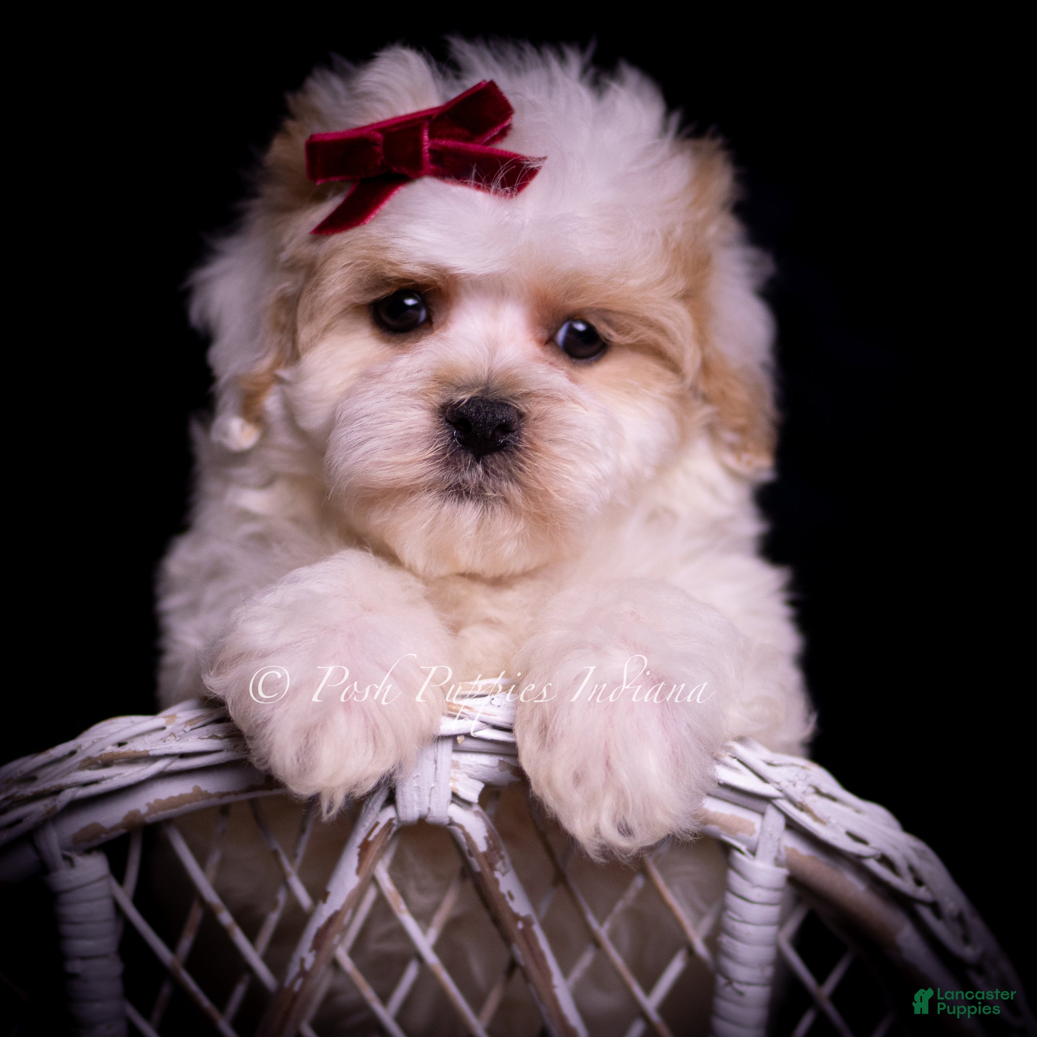Maltipoo dogs Cardi - Ad 15