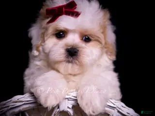 Maltipoo dogs Cardi - Ad 15