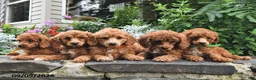 Miniature Poodle dogs for sale: Phil  - Ad 5