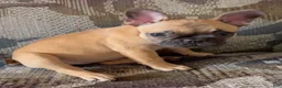 French Bulldog dogs for sale: HEIDI - FAWN BABYDOLL IN CALI, USA DELIVERY & FINANCING OPTIONS! - Ad 7