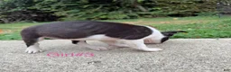 Boston Terrier dogs for sale: Boston Terrier 5 - Ad 5