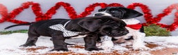 Great Dane dogs for sale: Cookie - Ad 22