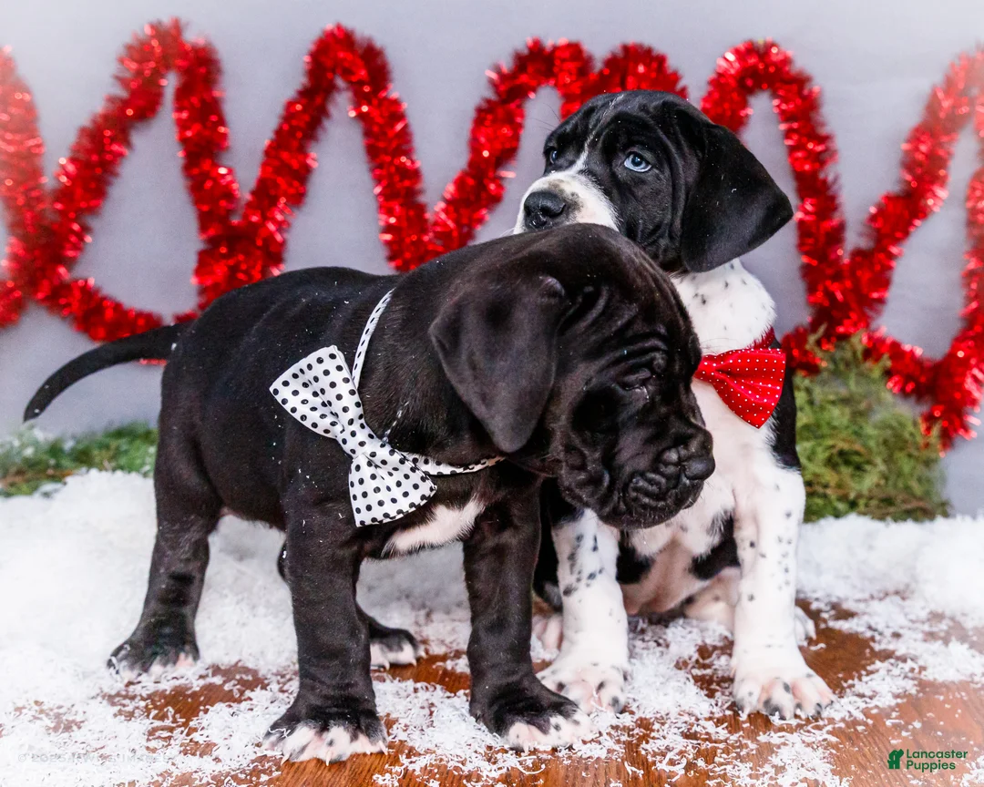 Great Dane dogs for sale: Cookie - Ad 33