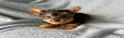 Yorkshire Terrier dogs for sale: Stanley-Yorkshire Terrier 1 - Ad 3