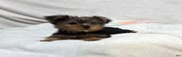 Yorkshire Terrier dogs for sale: Yorkshire Terrier 1 - Ad 3