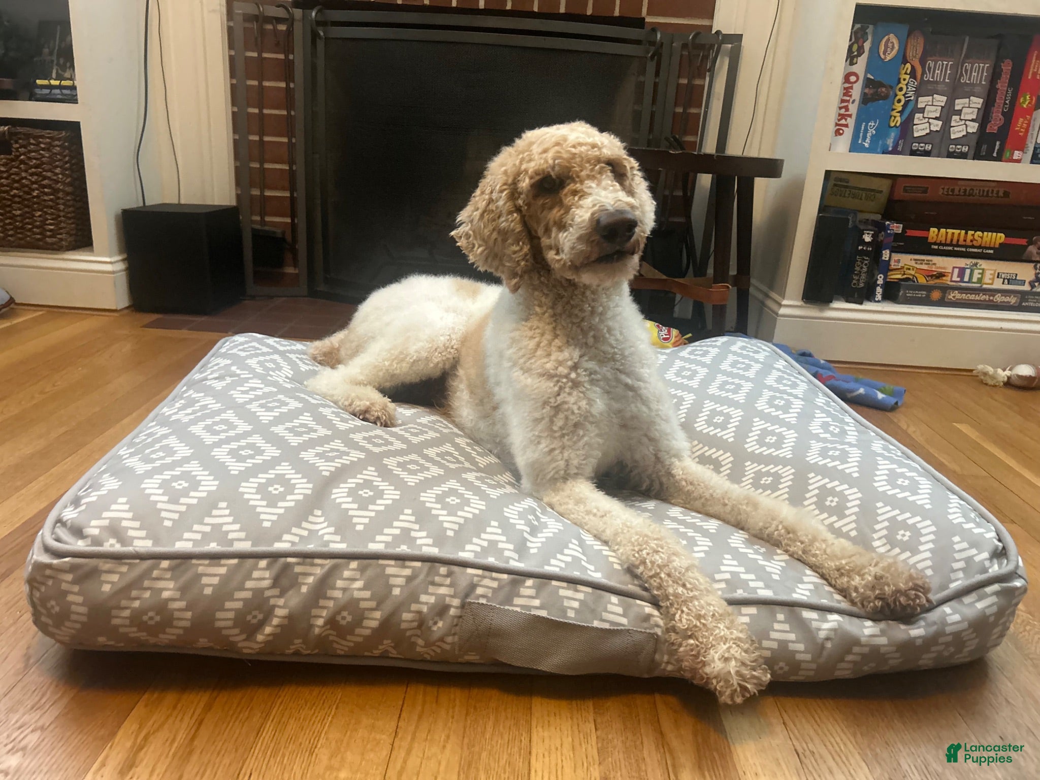 Standard Poodle dogs England - Ad 2