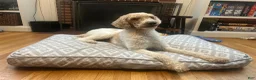 Standard Poodle dogs for sale: Spain - Ad 2