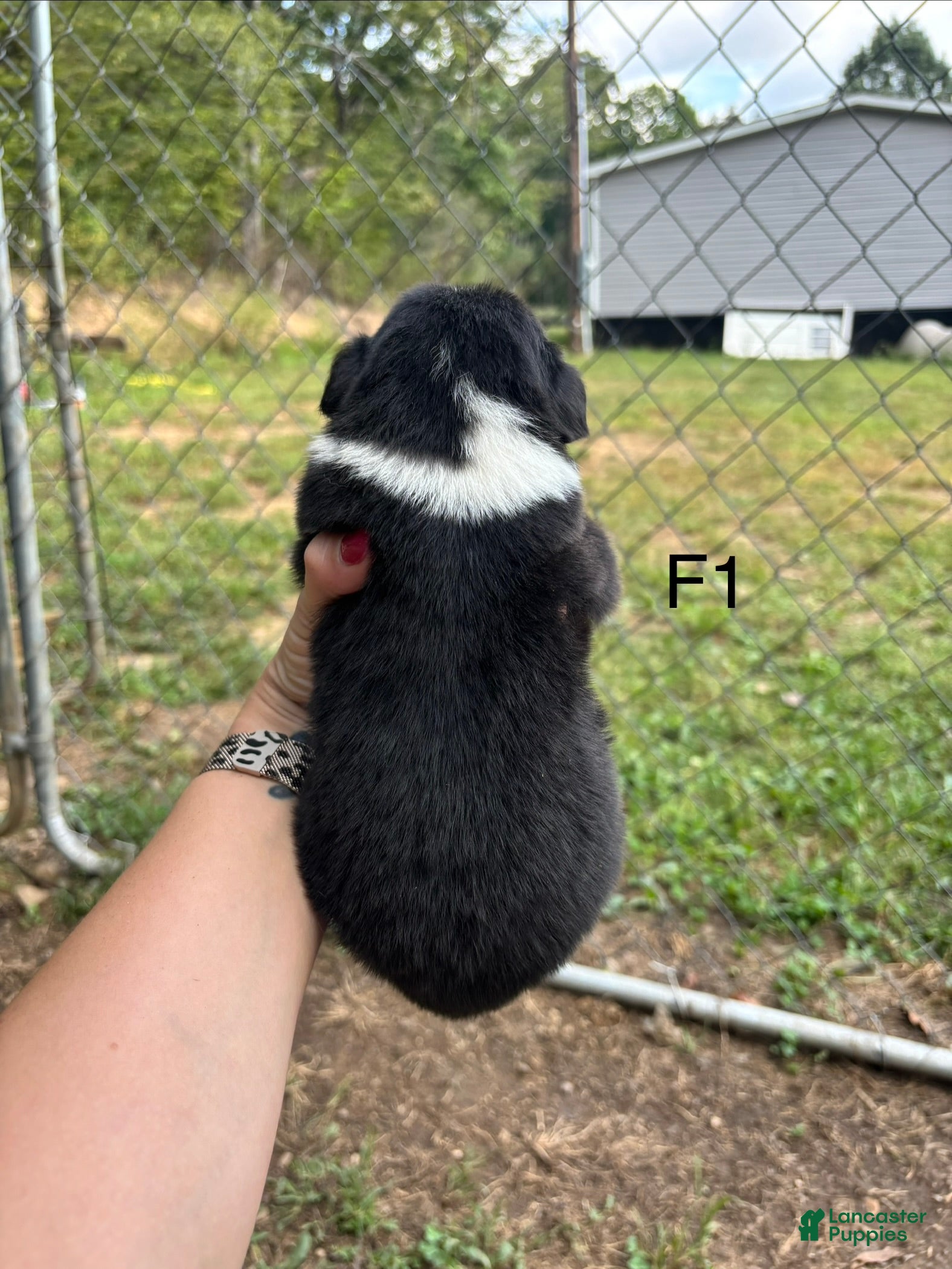 Mixed Breed dogs Mixed Breed 8 - Ad 2